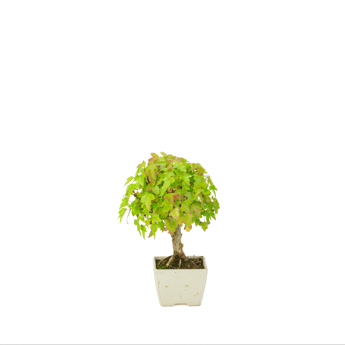 Acer buergerianum (Drietandesdoorn) crème vierkante pot, hoogte ~21 cm