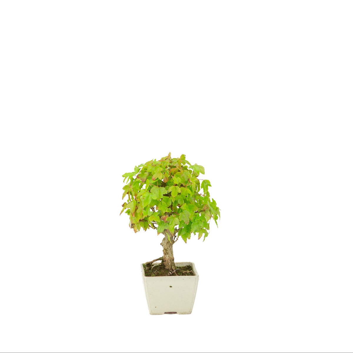 Acer buergerianum (Drietandesdoorn) crème vierkante pot, hoogte ~21 cm
