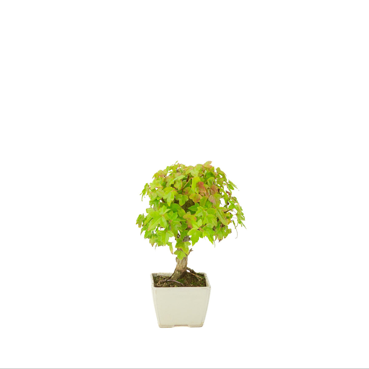 Acer buergerianum (Drietandesdoorn) crème vierkante pot, hoogte ~21 cm