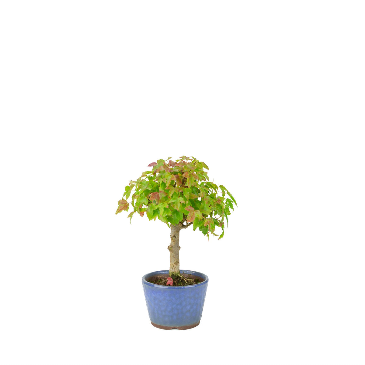 Acer buergerianum (Drietandesdoorn) blauwe ronde pot, hoogte ~23 cm