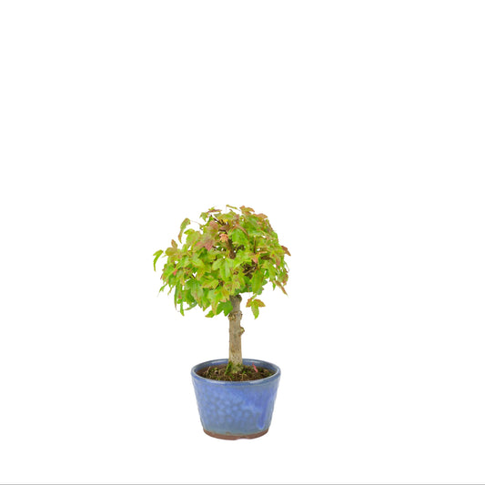 Acer buergerianum (Drietandesdoorn) blauwe ronde pot, hoogte ~23 cm