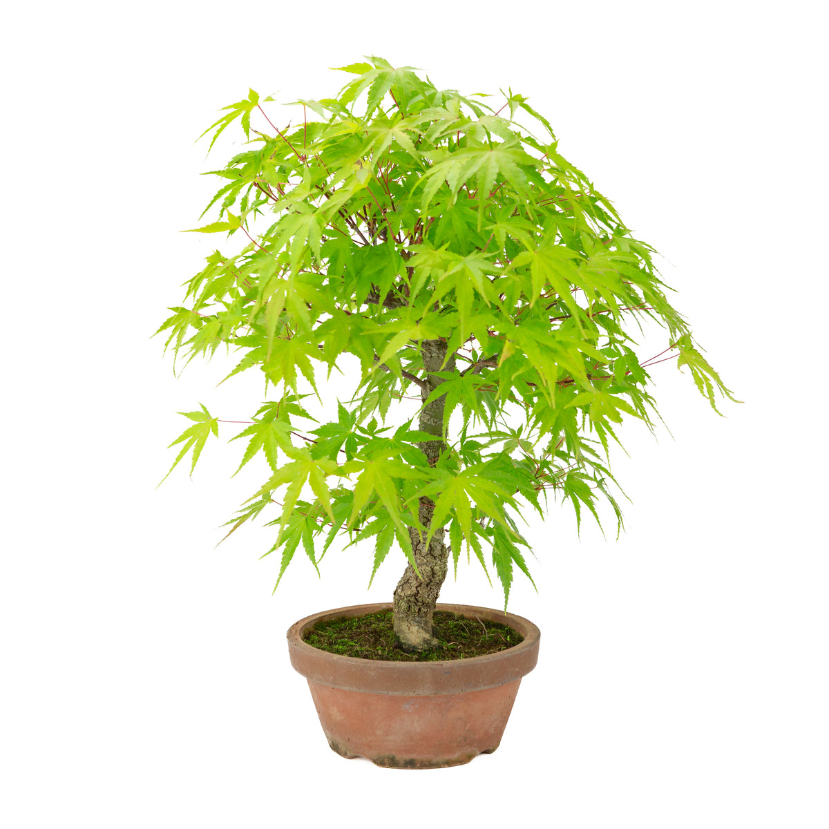 Acer palmatum 'Arakawa' (Japanse esdoorn) terracotta pot, hoogte ~47 cm