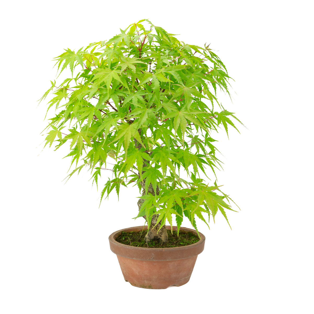 Acer palmatum 'Arakawa' (Japanse esdoorn) terracotta pot, hoogte ~47 cm
