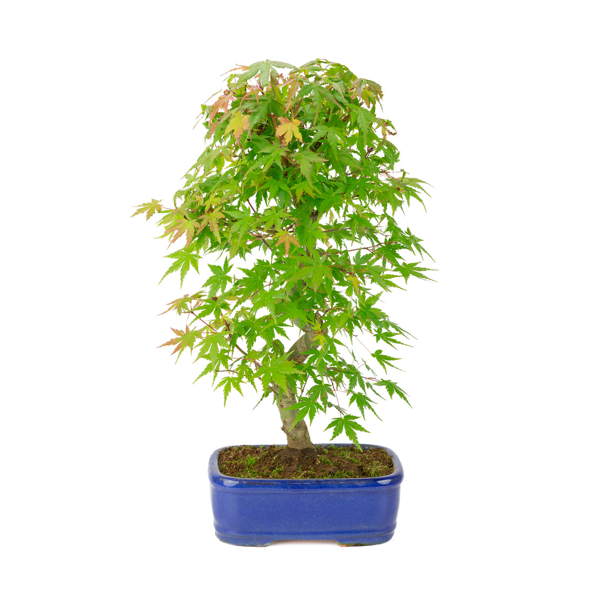 Acer palmatum 'Deshojo' (Japanse esdoorn) blauwe rechthoekige pot , hoogte ~45 cm