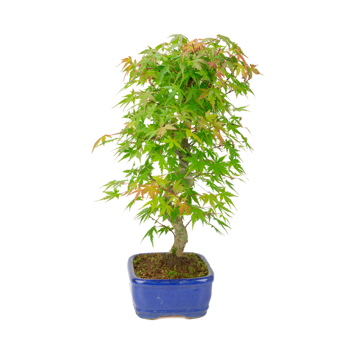 Acer palmatum 'Deshojo' (Japanse esdoorn) blauwe rechthoekige pot , hoogte ~45 cm