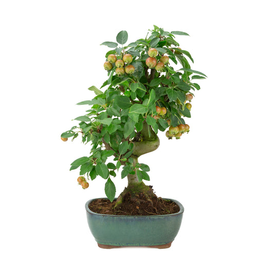Malus halliana (Appel) in groene rechthoekige pot, hoogte ~46 cm
