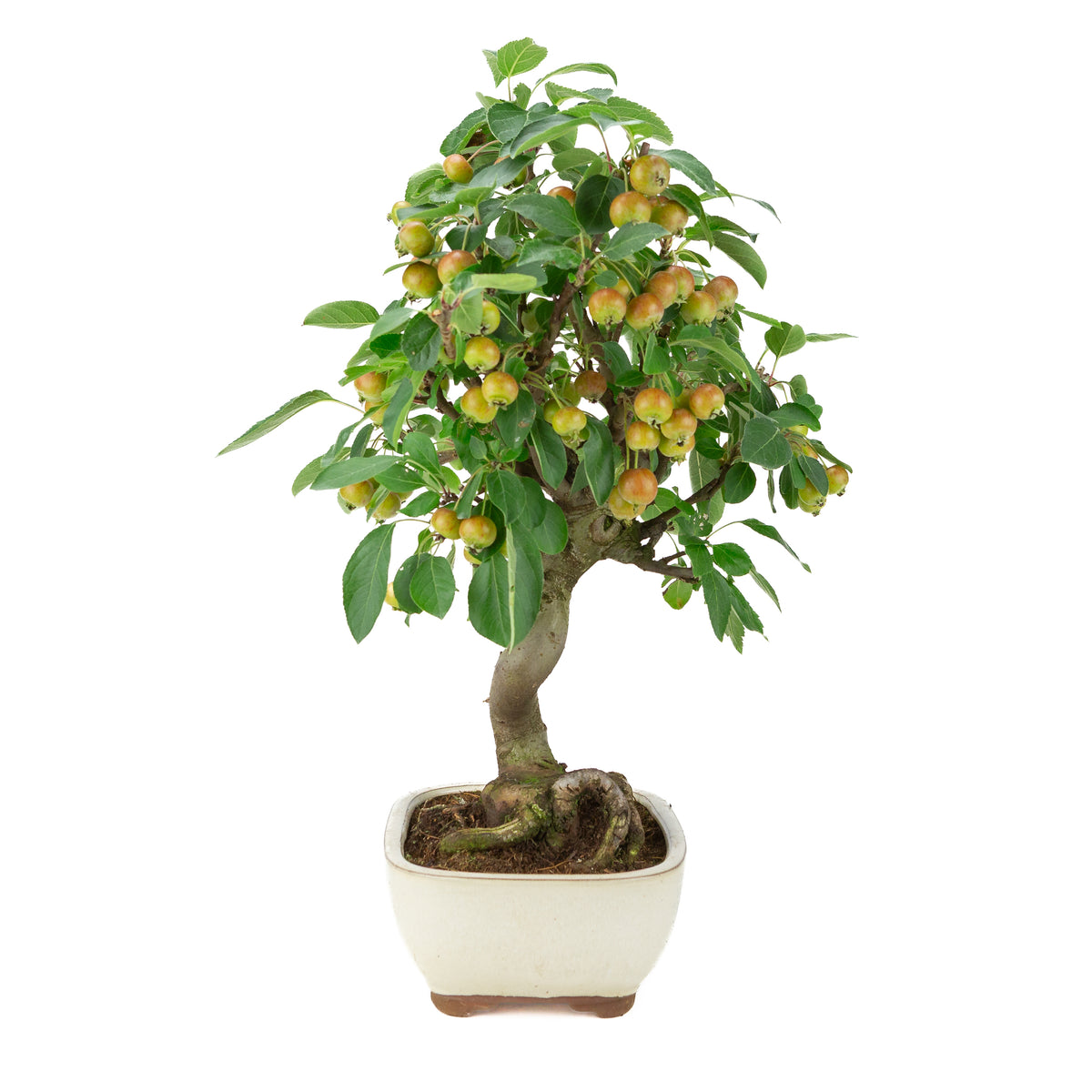 Malus halliana (Appel) in crème rechthoekige pot, hoogte ~48 cm