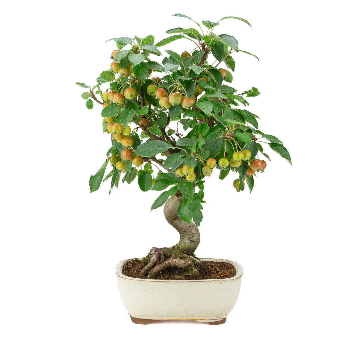 Malus halliana (Appel) in crème rechthoekige pot, hoogte ~48 cm