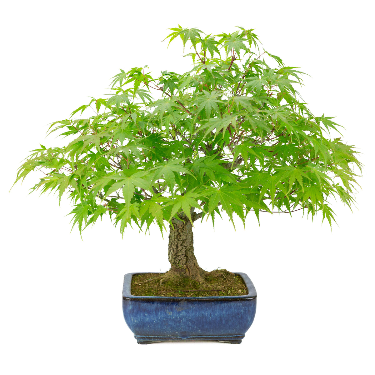 Acer palmatum 'Arakawa' (Japanse esdoorn) blauwe rechthoekige pot, hoogte ~46 cm