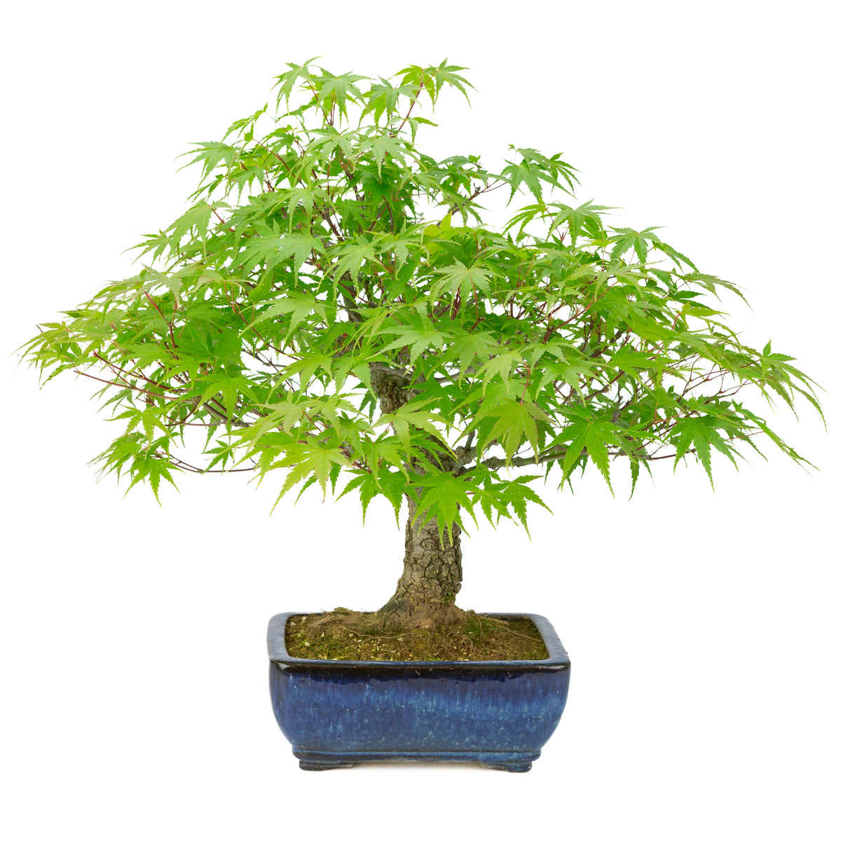 Acer palmatum 'Arakawa' (Japanse esdoorn) blauwe rechthoekige pot, hoogte ~46 cm