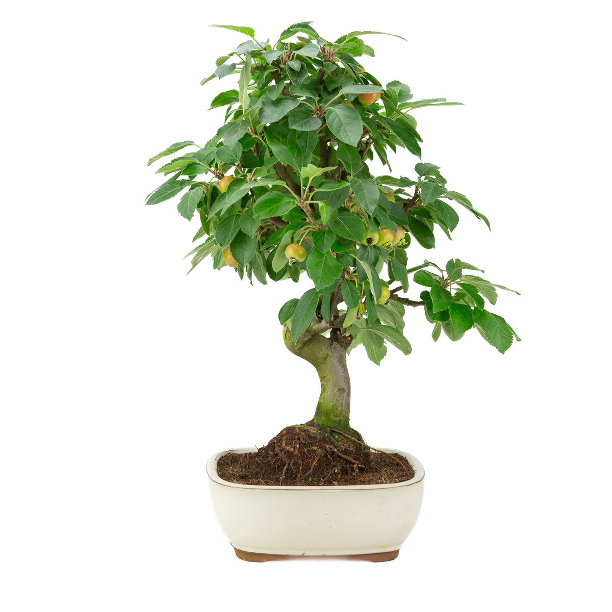 Malus halliana (Appel) in crème rechthoekige pot, hoogte ~50 cm