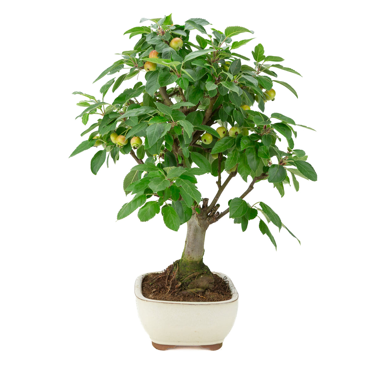 Malus halliana (Appel) in crème rechthoekige pot, hoogte ~50 cm