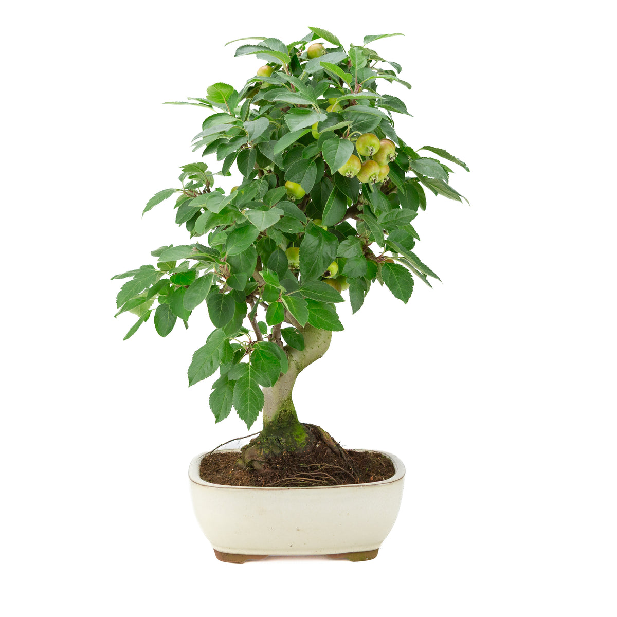 Malus halliana (Appel) in crème rechthoekige pot, hoogte ~50 cm