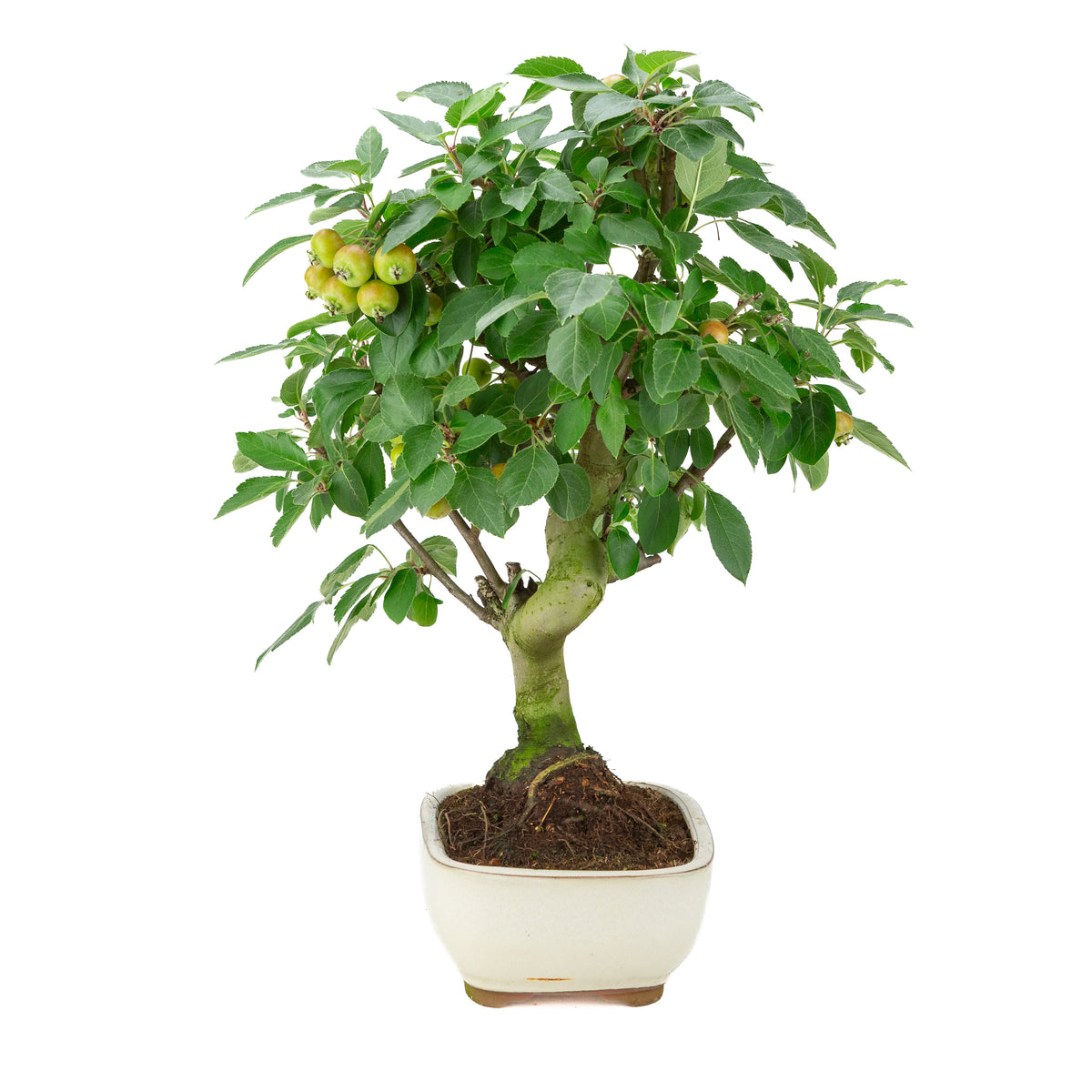 Malus halliana (Appel) in crème rechthoekige pot, hoogte ~50 cm