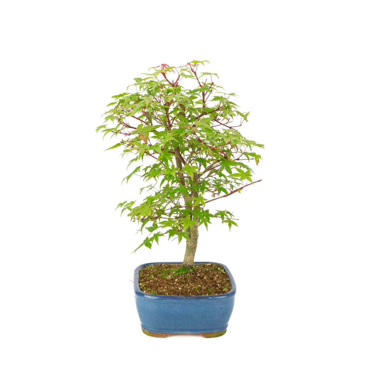 Acer palmatum 'Deshojo' (Japanse esdoorn) blauwe rechthoekige pot , hoogte ~39 cm