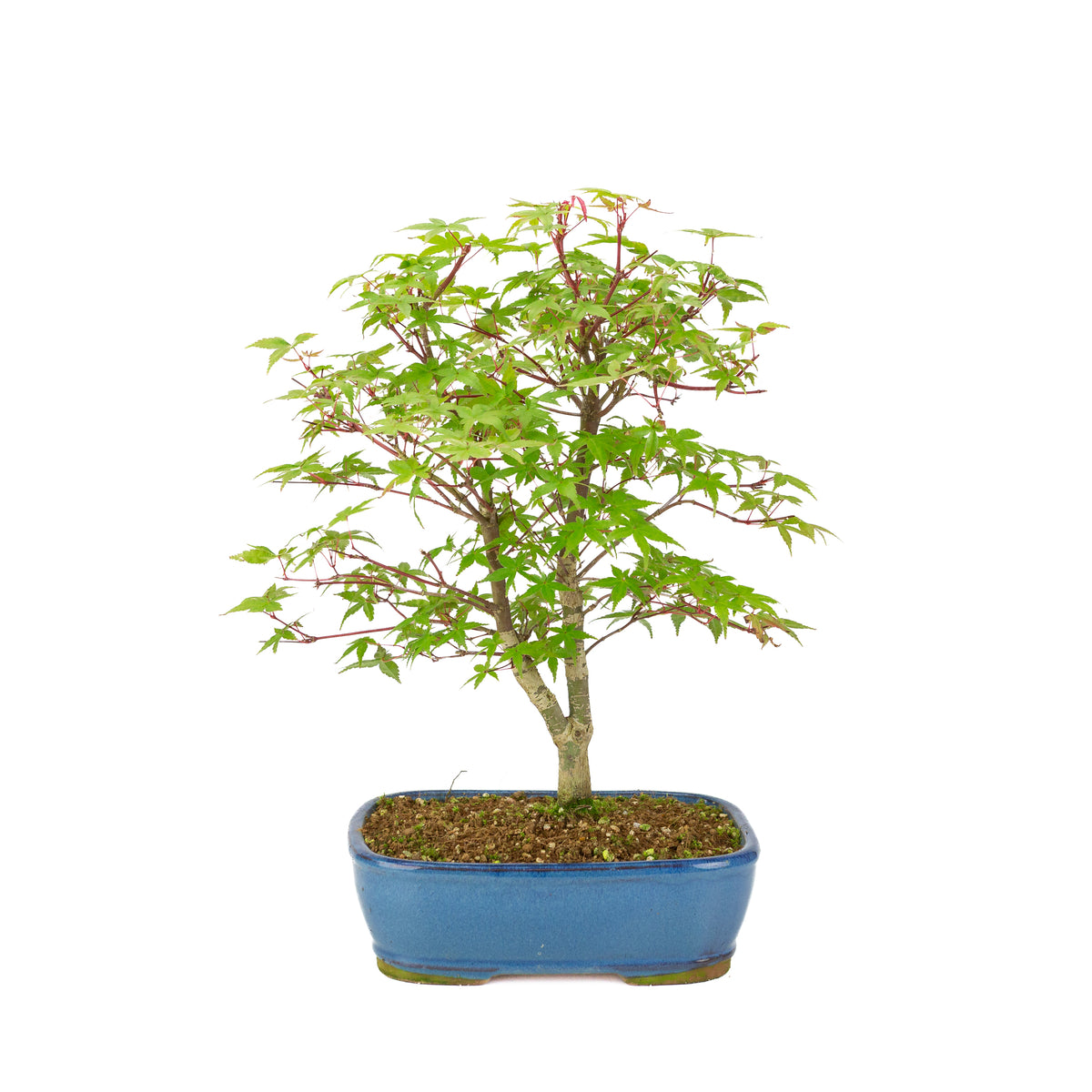 Acer palmatum 'Deshojo' (Japanse esdoorn) blauwe rechthoekige pot , hoogte ~39 cm