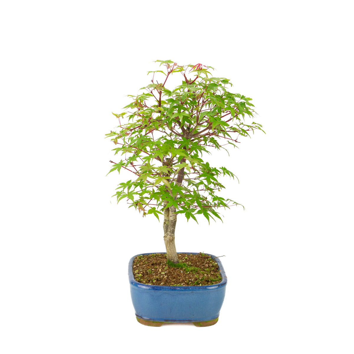 Acer palmatum 'Deshojo' (Japanse esdoorn) blauwe rechthoekige pot , hoogte ~39 cm