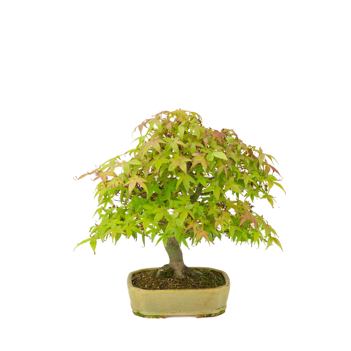 Acer palmatum Deshojo (Japanse esdoorn) beige rechthoekige pot, hoogte ~33 cm