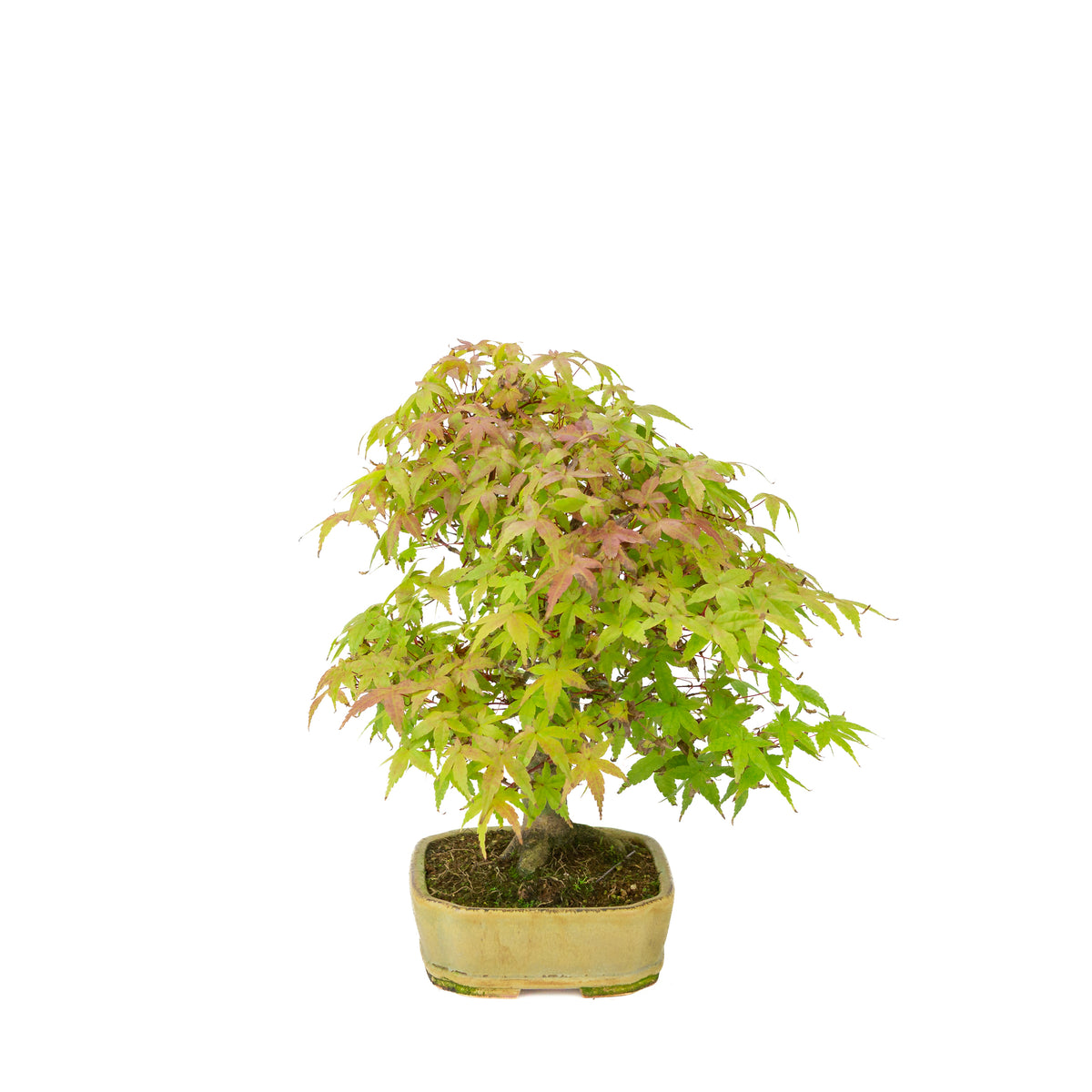 Acer palmatum Deshojo (Japanse esdoorn) beige rechthoekige pot, hoogte ~33 cm