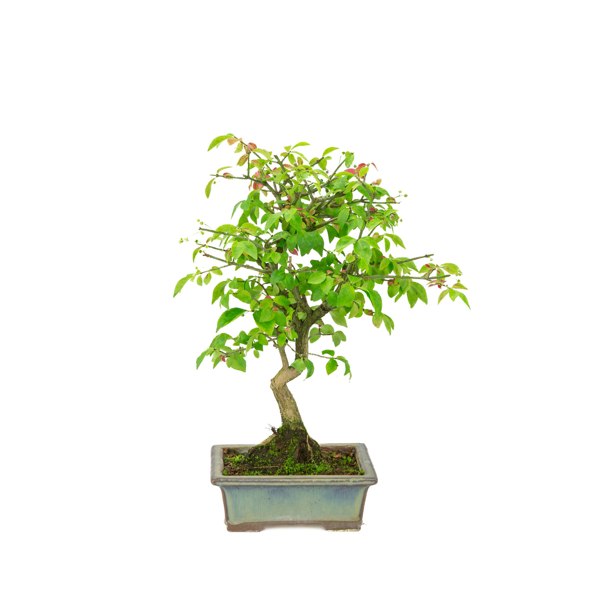 Euonymus alatus (Kardinaalmuts) groenblauwe rechthoekige pot, hoogte ~36cm
