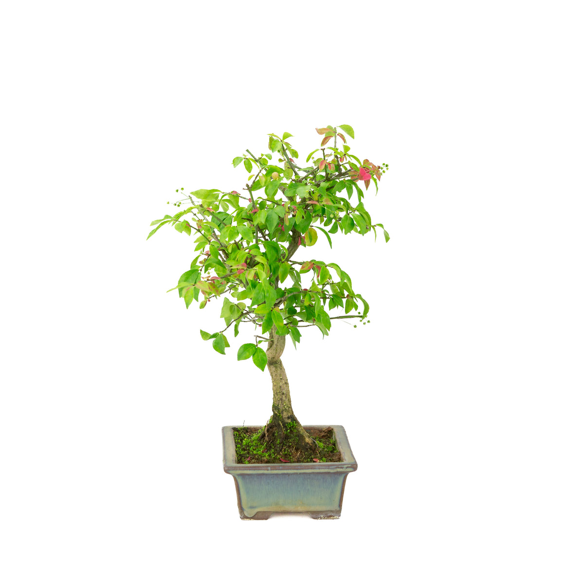 Euonymus alatus (Kardinaalmuts) groenblauwe rechthoekige pot, hoogte ~36cm