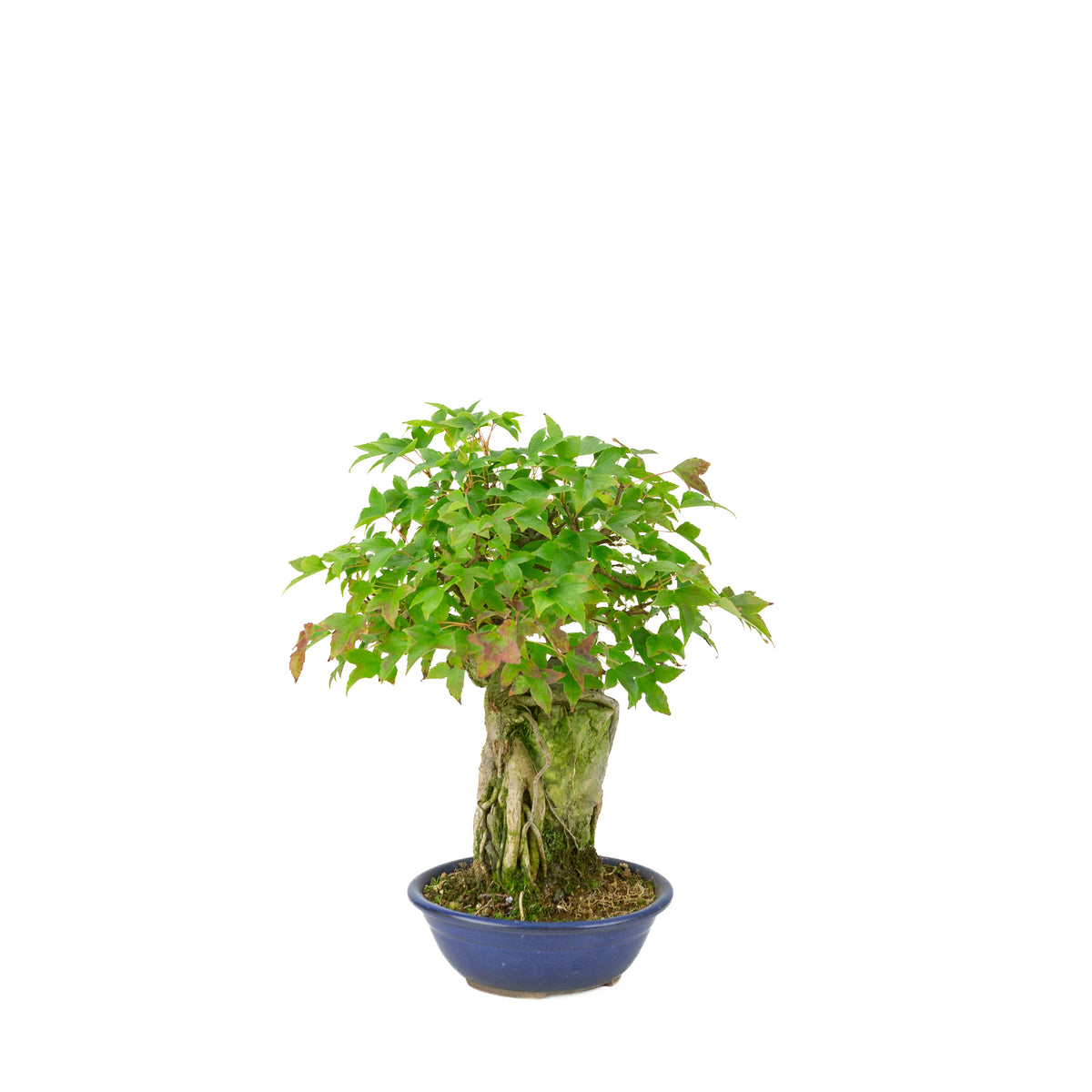 Acer buergerianum (Drietandesdoorn) Seki-joju in blauwe ronde pot, hoogte ~29 cm