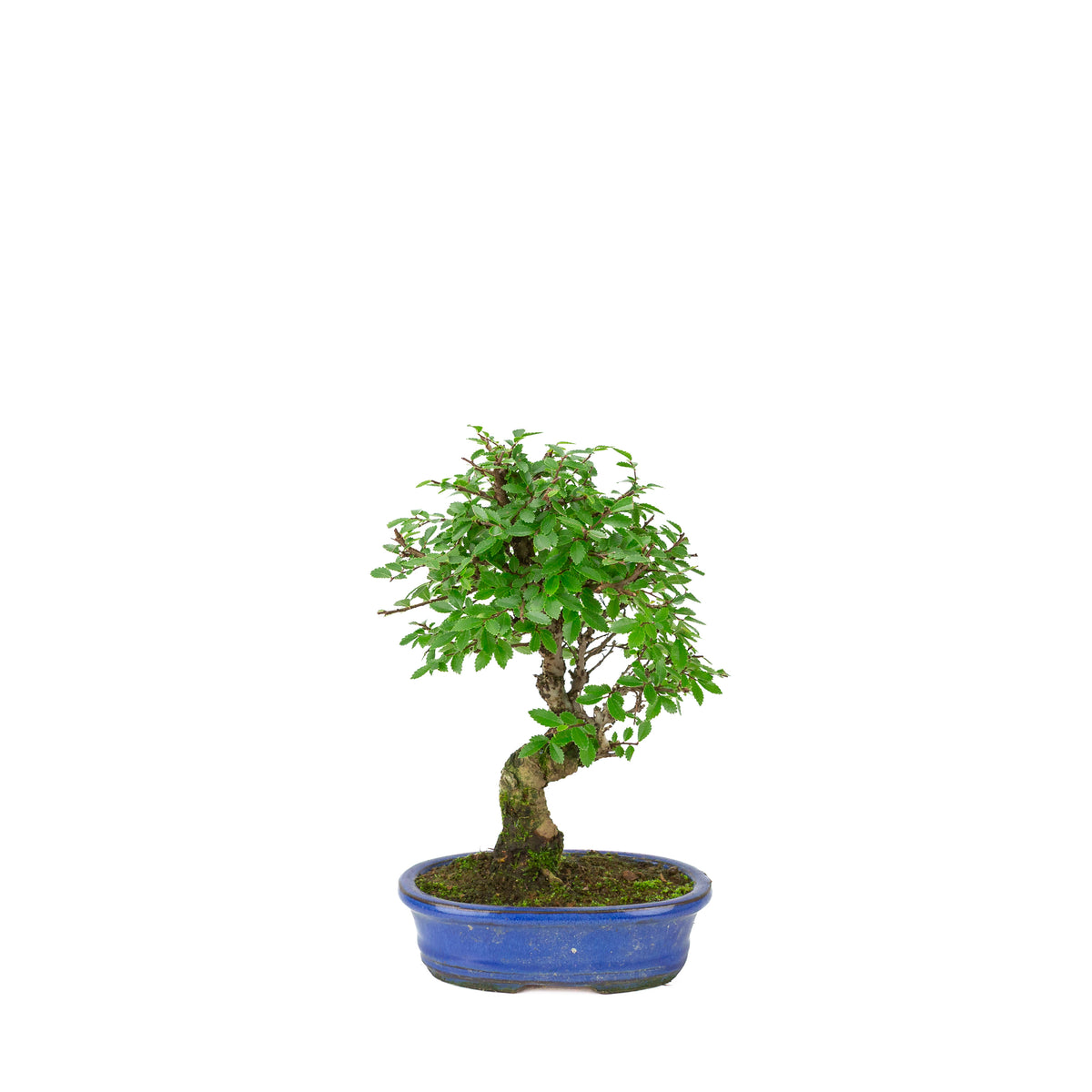 Zelkova nire (Japanse Iep) in blauwe ovale pot, hoogte ~28cm