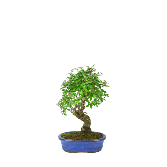 Zelkova nire (Japanse Iep) in blauwe ovale pot, hoogte ~28cm
