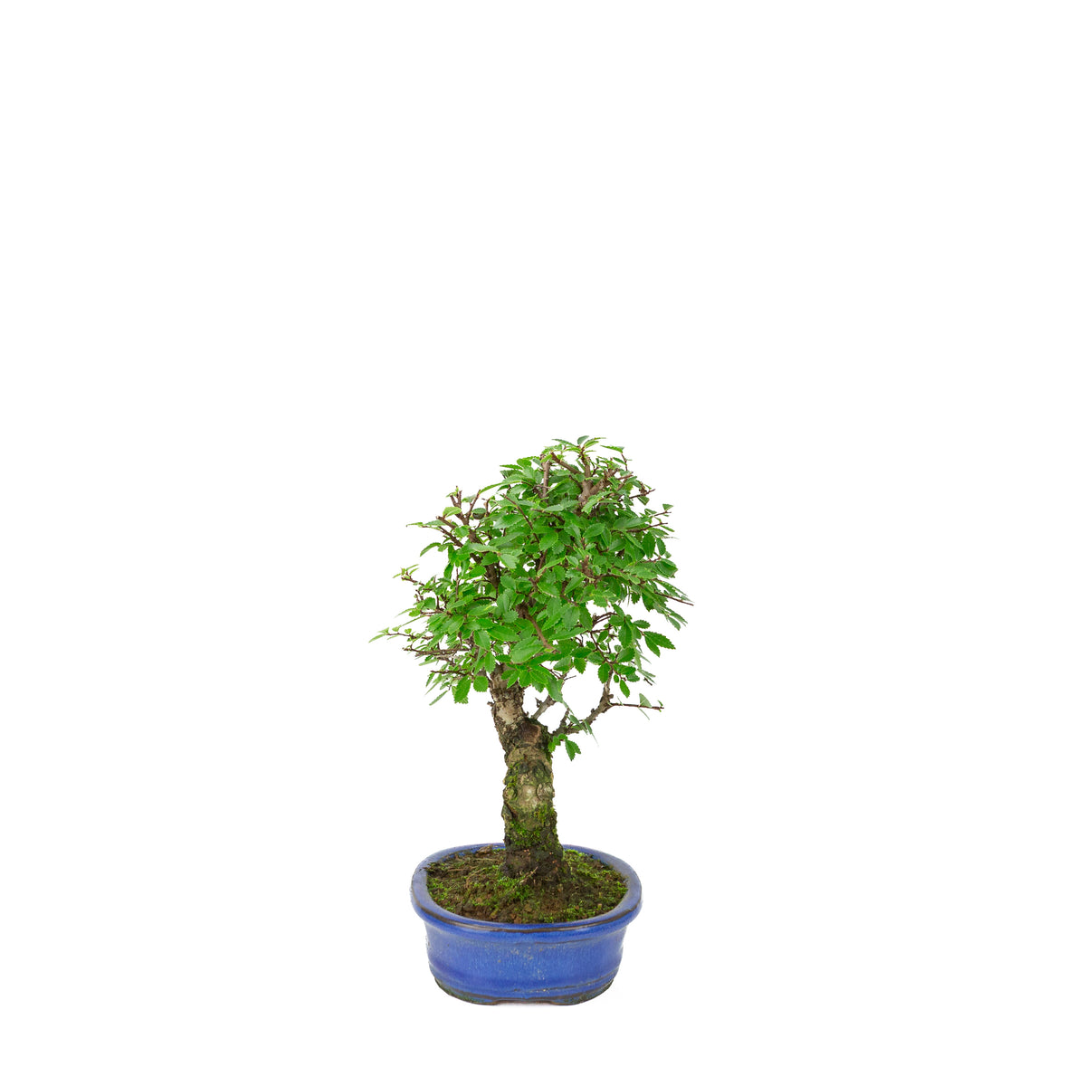Zelkova nire (Japanse Iep) in blauwe ovale pot, hoogte ~28cm