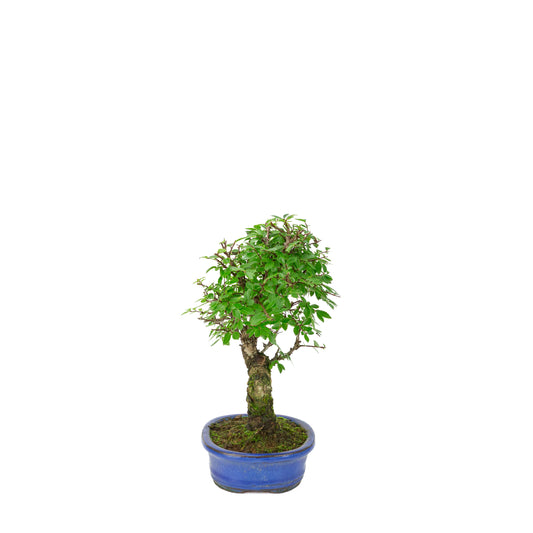 Zelkova nire (Japanse Iep) in blauwe ovale pot, hoogte ~28cm