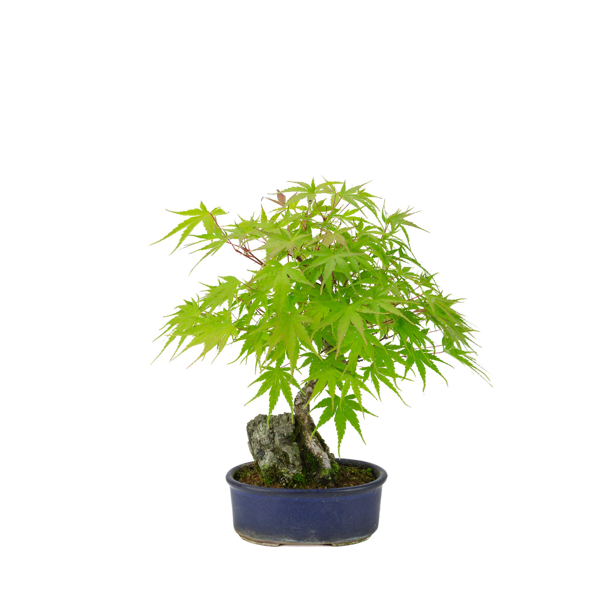 Acer palmatum 'Arakawa' (Japanse esdoorn) Seki-joju in blauwe ovale pot, hoogte ~30 cm