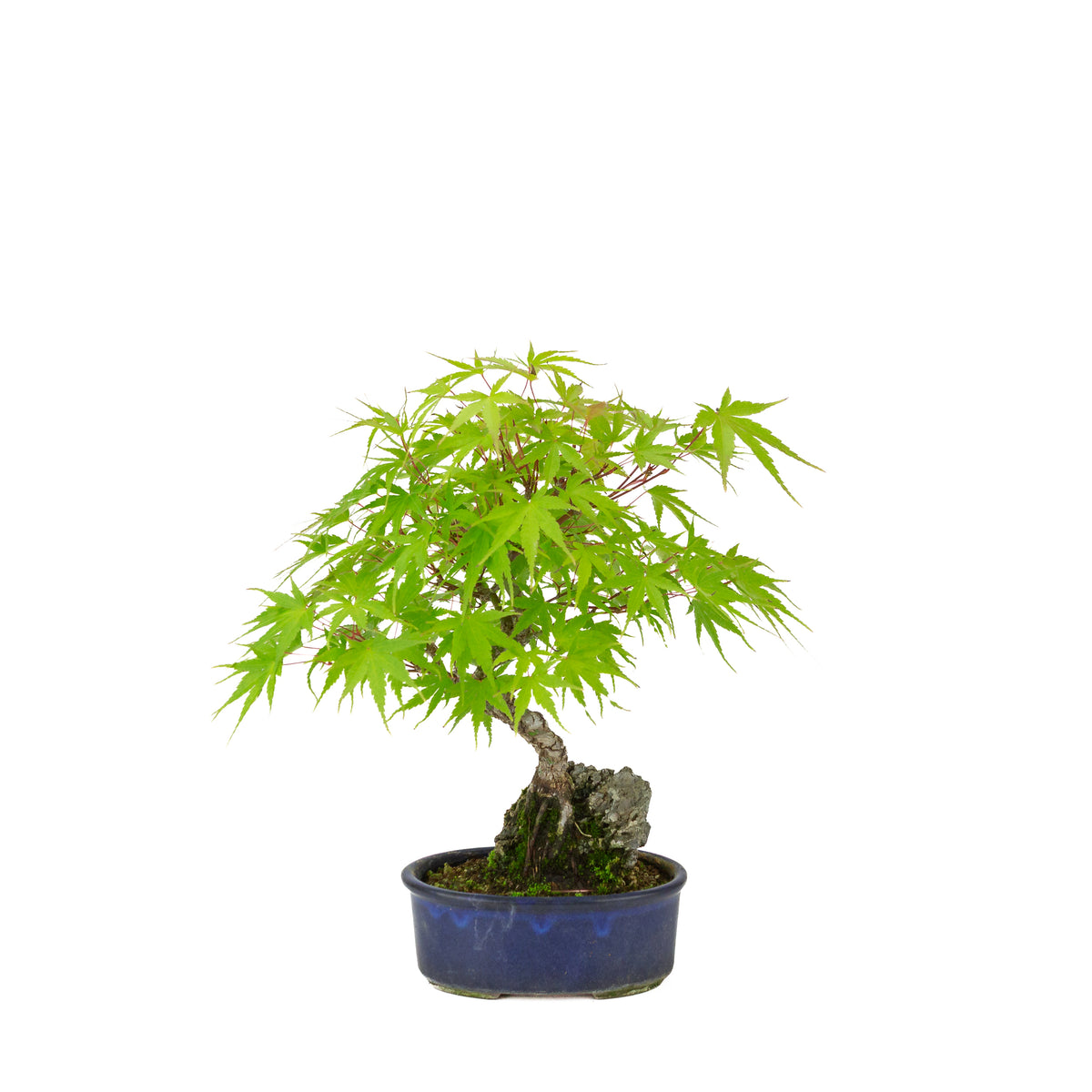 Acer palmatum 'Arakawa' (Japanse esdoorn) Seki-joju in blauwe ovale pot, hoogte ~30 cm