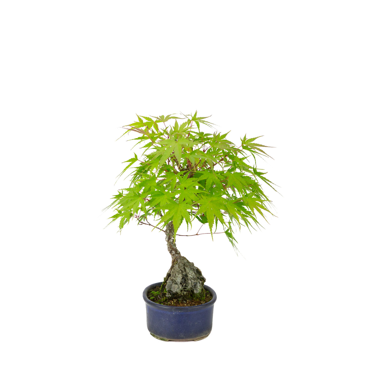 Acer palmatum 'Arakawa' (Japanse esdoorn) Seki-joju in blauwe ovale pot, hoogte ~30 cm