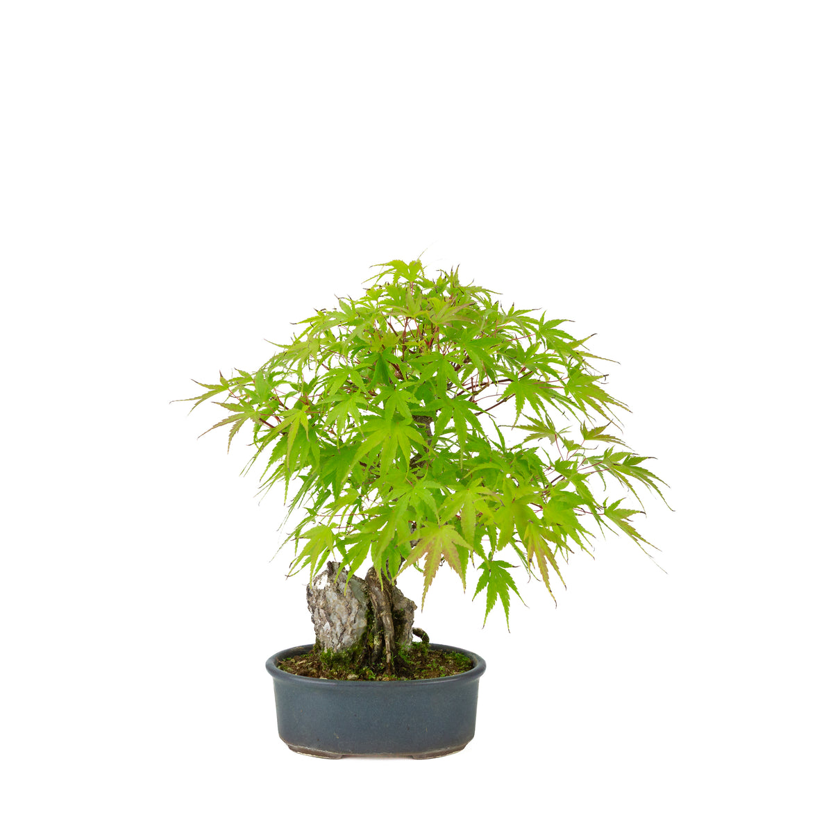 Acer palmatum 'Arakawa' (Japanse esdoorn) Seki-joju in blauwe ovale pot, hoogte ~32 cm