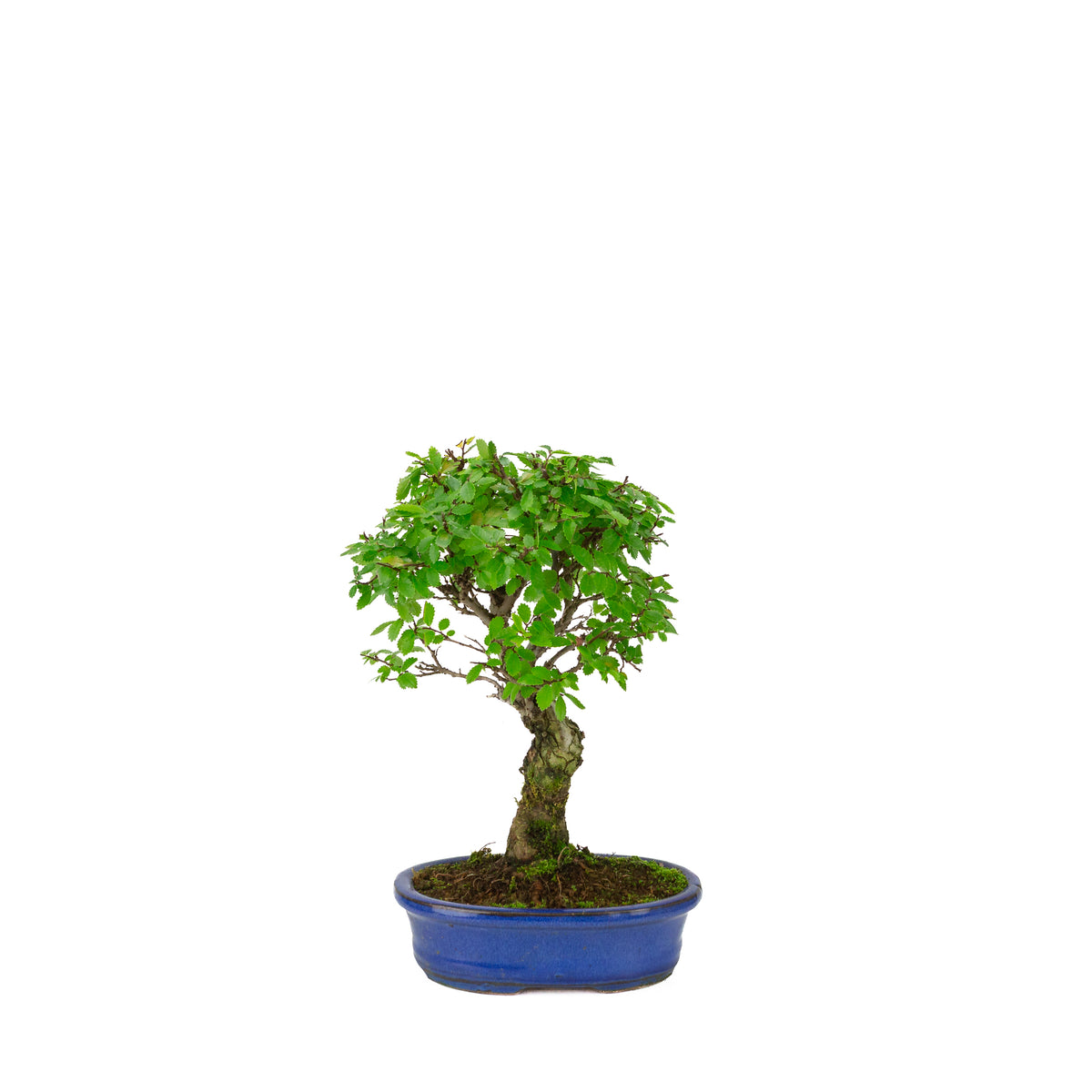 Zelkova nire (Japanse Iep) in blauwe ovale pot, hoogte ~28cm