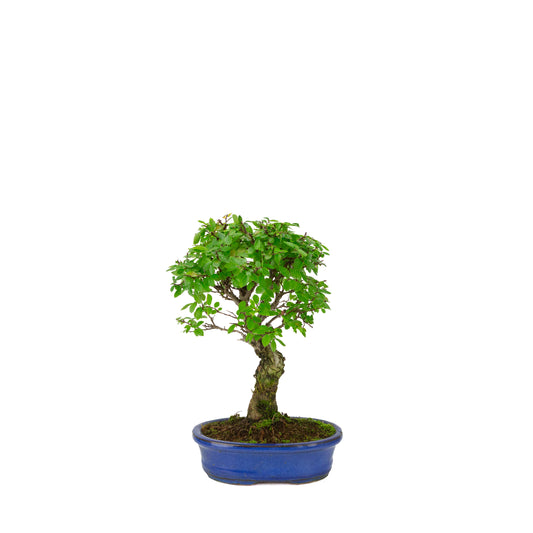 Zelkova nire (Japanse Iep) in blauwe ovale pot, hoogte ~28cm