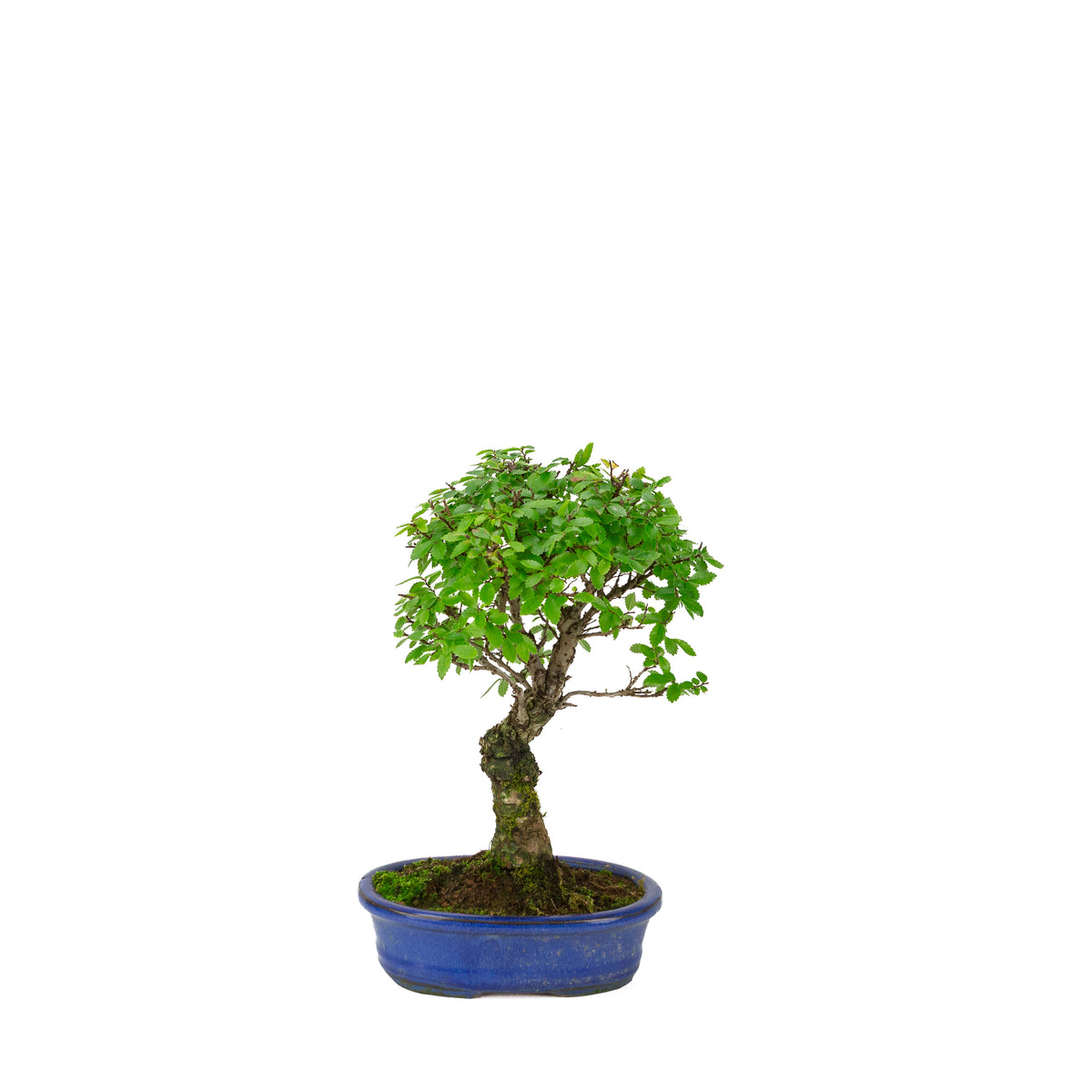 Zelkova nire (Japanse Iep) in blauwe ovale pot, hoogte ~28cm