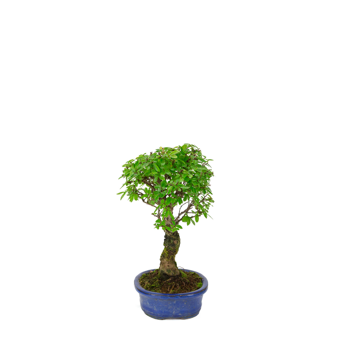 Zelkova nire (Japanse Iep) in blauwe ovale pot, hoogte ~28cm