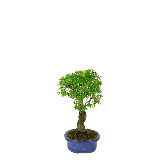 Zelkova nire (Japanse Iep) in blauwe ovale pot, hoogte ~28cm