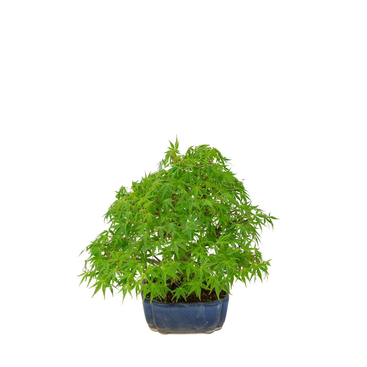 Acer palmatum (Japanse esdoorn) blauwe mokko pot , hoogte ~26 cm