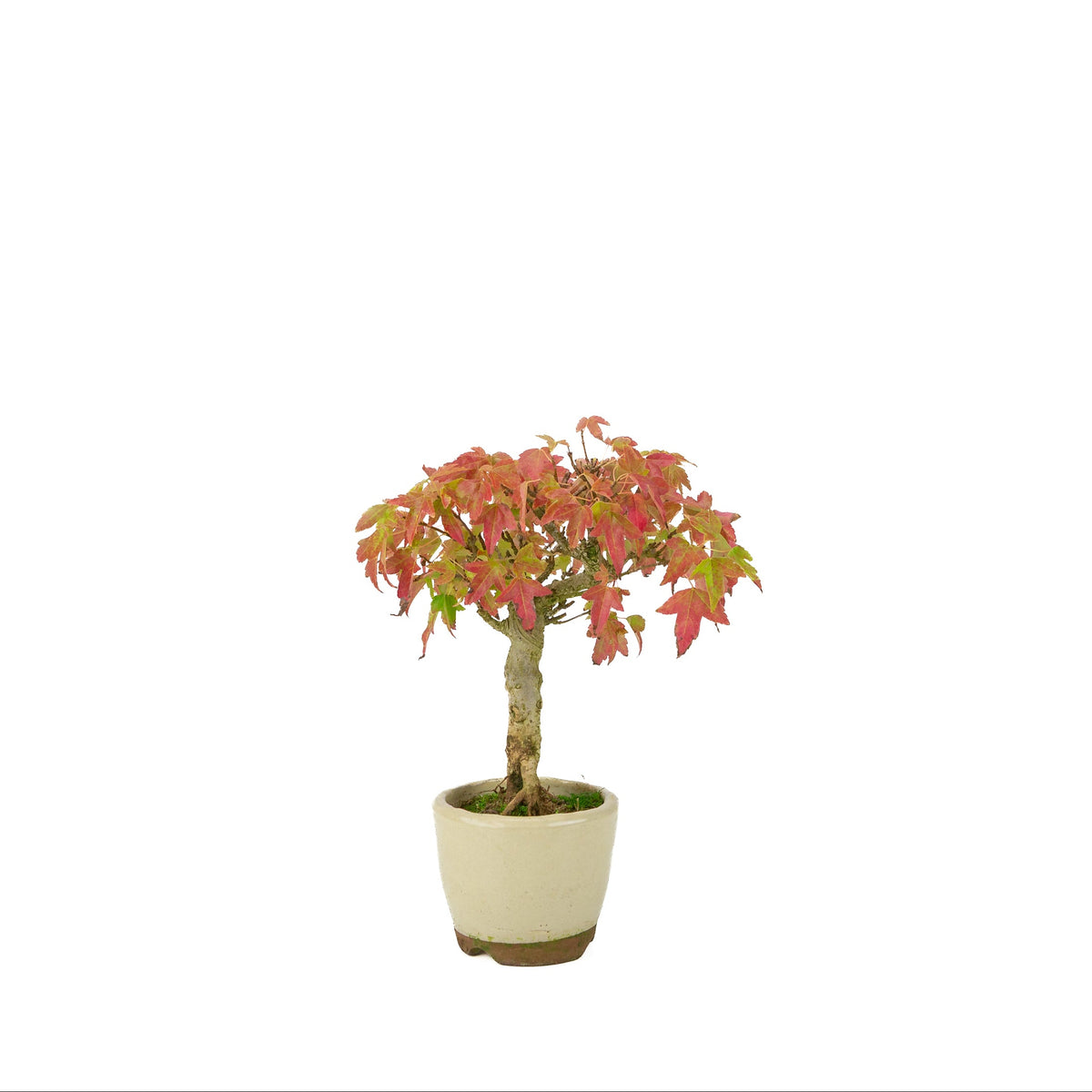 Acer buergerianum (Drietandesdoorn) crème ronde pot, hoogte ~24 cm