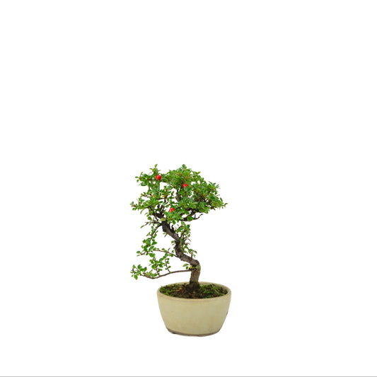 Cotoneaster hoizontalis (Dwergmispel) crème ronde pot, hoogte ~21 cm