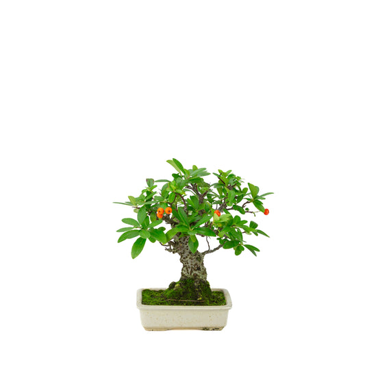 Pyracantha angustifolia (Vuurdoorn) crème rechthoekige pot, hoogte ~24cm