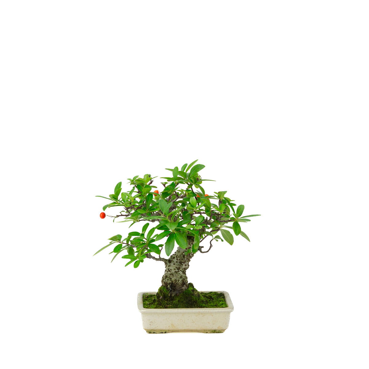 Pyracantha angustifolia (Vuurdoorn) crème rechthoekige pot, hoogte ~24cm