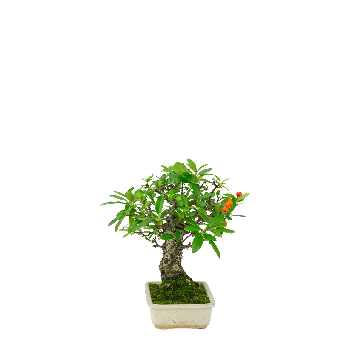 Pyracantha angustifolia (Vuurdoorn) crème rechthoekige pot, hoogte ~24cm