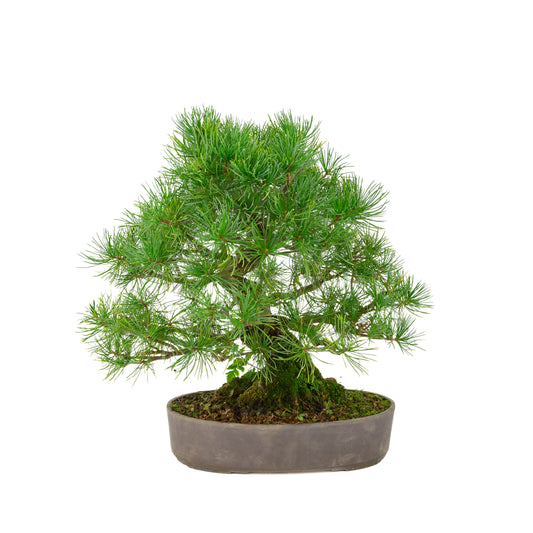 Pinus parviflora ongeglazuurde ovale pot 25 cm, hoogte ~37 cm