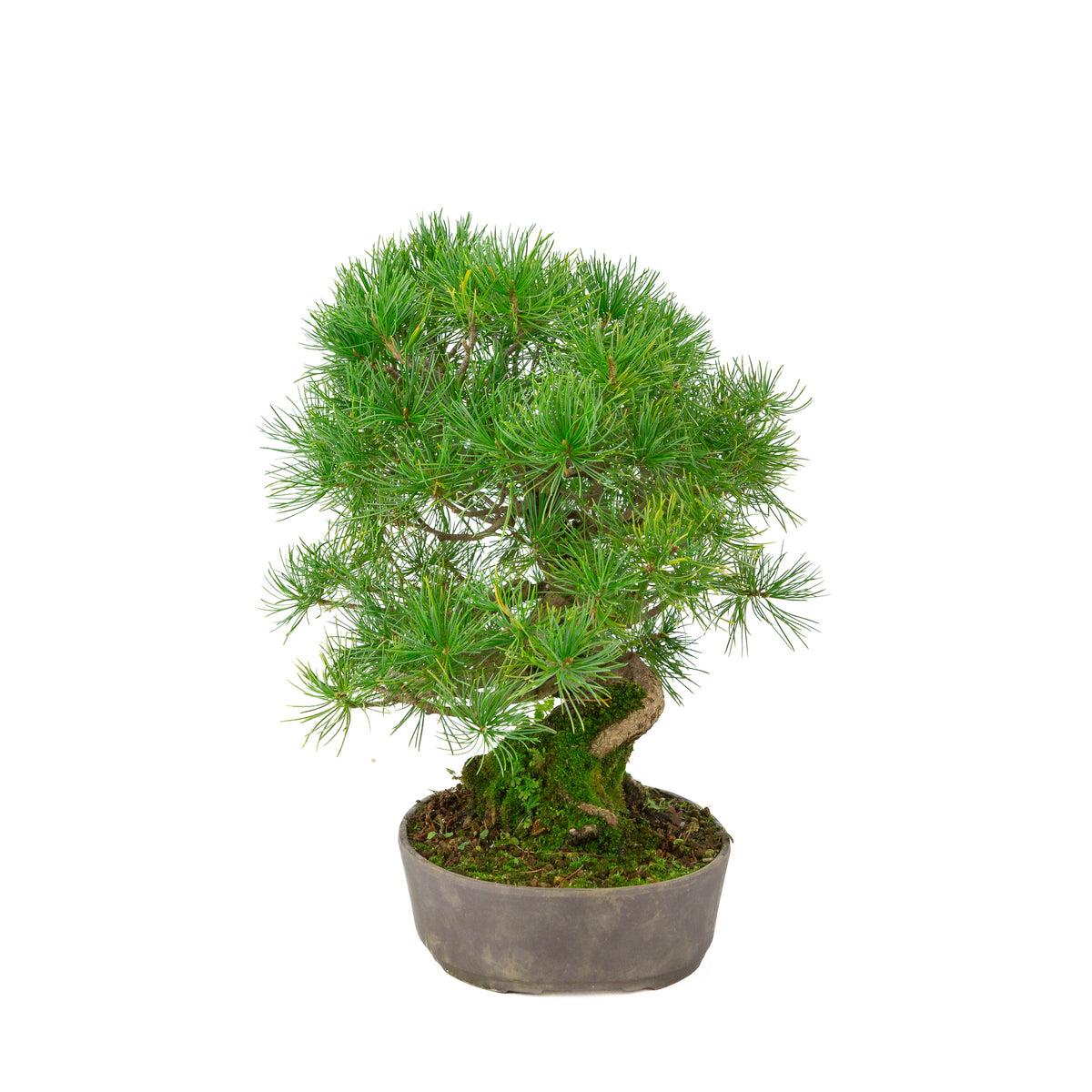 Pinus parviflora ongeglazuurde ovale pot 25 cm, hoogte ~37 cm