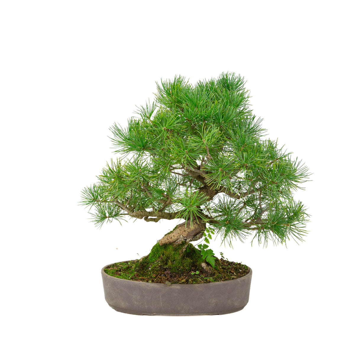 Pinus parviflora ongeglazuurde ovale pot 25 cm, hoogte ~37 cm