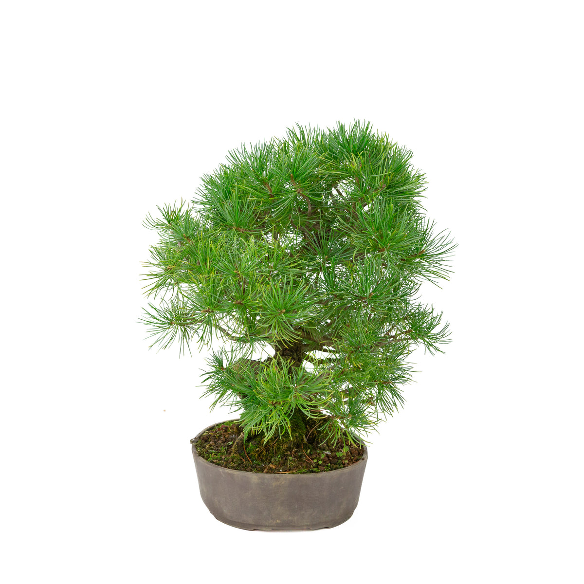 Pinus parviflora ongeglazuurde ovale pot 25 cm, hoogte ~37 cm