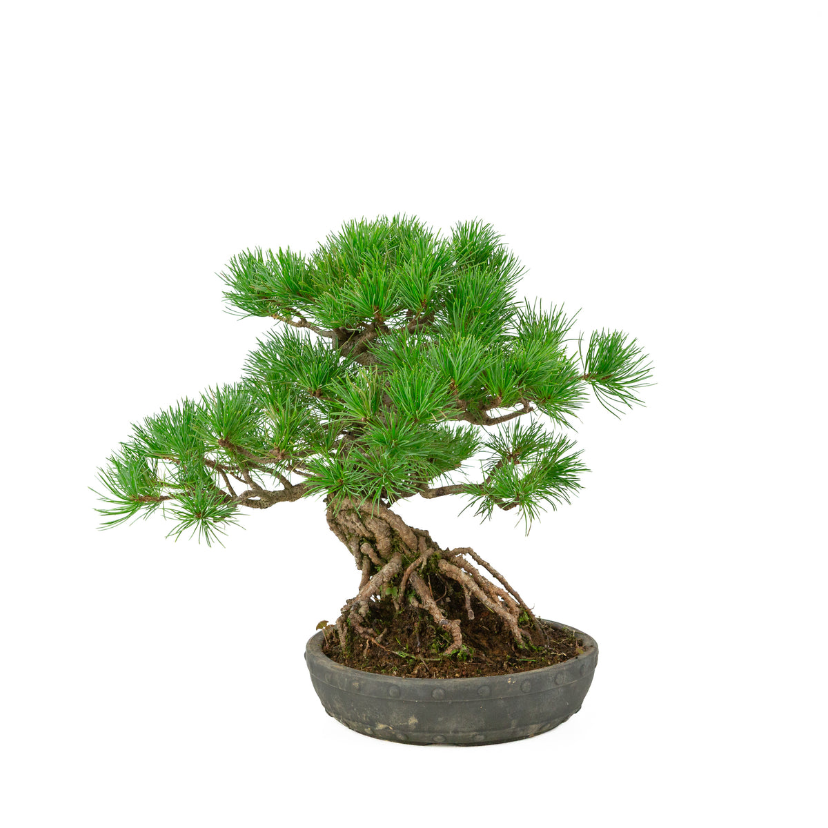 Pinus parviflora ongeglazuurde ronde trommel pot 20 cm, hoogte ~32 cm